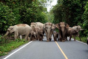 Khao yai