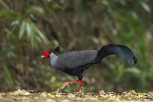 Siamese-Fireback Pheasant along roadside in Khao Yai